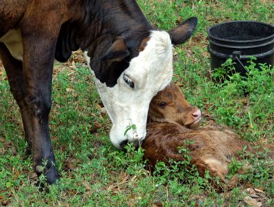 Hush&rsquo;s cow Bitsy finally had her baby, L&rsquo;il Bit.