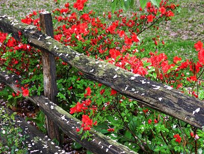 A pretty little corner of Mabel&rsquo;s garden.