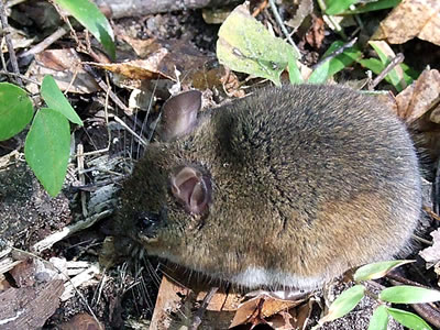 Scooter the mouse