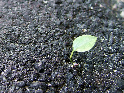 Seedling in the Pavement - Said the seedling to the cement, You can&rsquo;t stop me!
