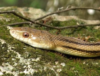 A snake is a sure sign of a healthy garden.